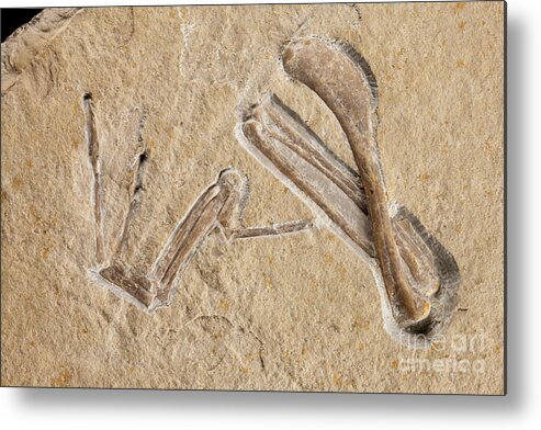 Research Metal Print featuring the photograph Archaeopteryx Fossil #6 by Pascal Goetgheluck/science Photo Library