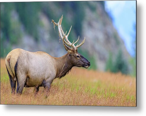 Abstract Metal Print featuring the photograph Bull Elk, Jasper National Park, Canada #6 by Don White