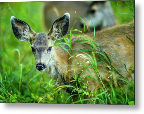 Abstract Metal Print featuring the photograph Fawn In Waterton National Park, Canada #6 by Don White