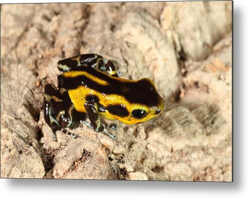 Amphibia Metal Print featuring the photograph Poison Dart Frog Oophaga Pumilio #6 by David Kenny