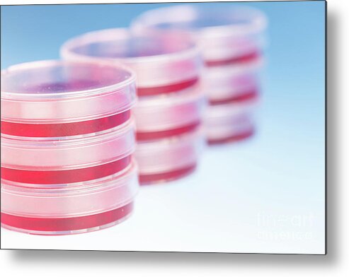 Research Metal Print featuring the photograph Biological Research #69 by Wladimir Bulgar/science Photo Library
