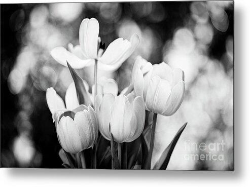 Background Metal Print featuring the photograph Blooming Tulip Flowers by Raul Rodriguez