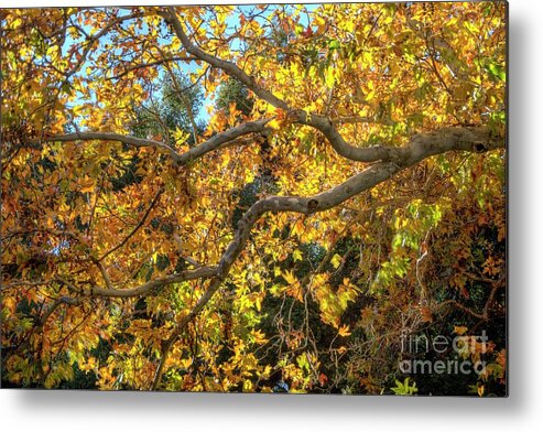 Fall Metal Print featuring the photograph Fall #7 by Marc Bittan