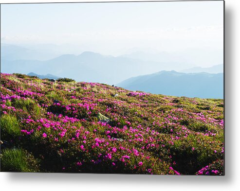 Landscape Metal Print featuring the photograph Magic Pink Rhododendron Flowers #8 by Ivan Kmit