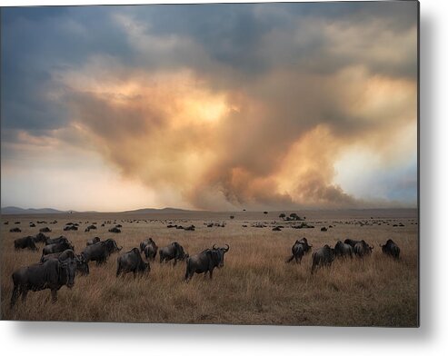 Kenya Metal Print featuring the photograph Savannah Burning #9 by Roberto Marchegiani