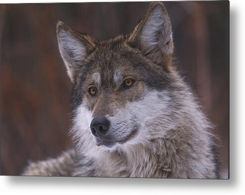 Animal Metal Print featuring the photograph Wolf #9 by Brian Cross
