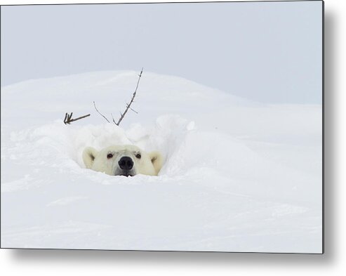 Polar Bear (ursus Maritimus) Metal Print featuring the photograph 938-5 by Robert Harding Picture Library