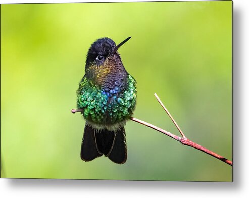 Humming Bird Metal Print featuring the photograph A Bumming Bird With Attitude by Siyu And Wei Photography