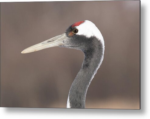 Japanese Cranes Metal Print featuring the photograph A Closeup Profile of a Red-Crowned Crane - Hokkaido, Japan by Ellie Teramoto