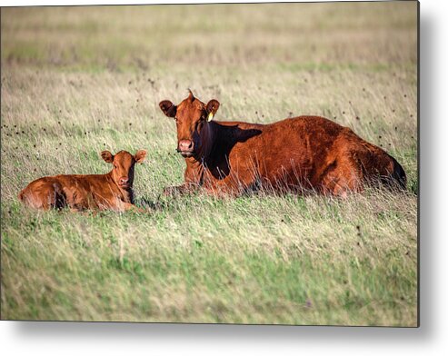 Red Angus Metal Print featuring the photograph A Cow and Her Calf by Todd Klassy