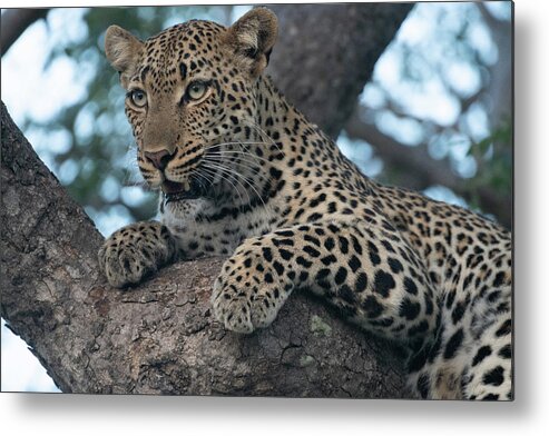 Leopard Metal Print featuring the photograph A Focused Leopard by Mark Hunter