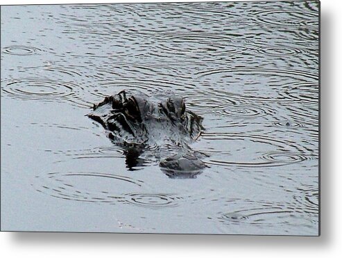 Florida Everglades Metal Print featuring the photograph A Glades Gator by Lindsey Floyd