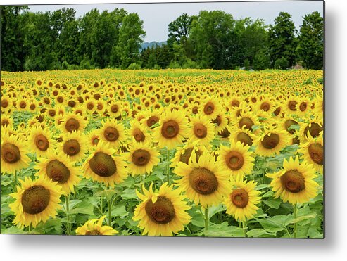 Sunflower Metal Print featuring the photograph a golden field of sunflowers in Vermont by Ann Moore