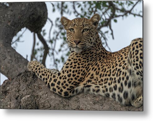 Leopard Metal Print featuring the photograph A Leopard Gazes from a Tree by Mark Hunter