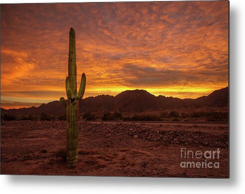 Cactus Metal Print featuring the photograph A Lonesome Saguaro by Robert Bales