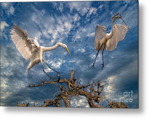 Egrets Metal Print featuring the photograph A Magnificent View of Nature by DB Hayes