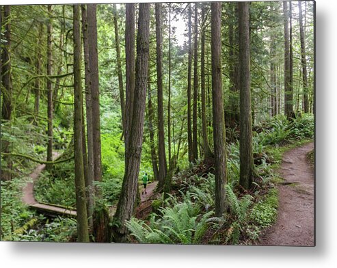 Bellingham Metal Print featuring the photograph A Man Trail Runs Through Old Growth by Sawaya Photography