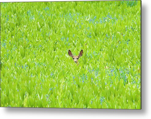 Grass Family Metal Print featuring the photograph A Mule Deer Hiding In A Field Of Wild by Mint Images - David Schultz