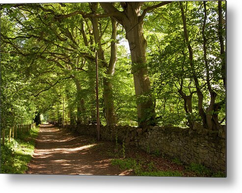 Shadow Metal Print featuring the photograph A Path Through A Lush Forest With A by John Short / Design Pics
