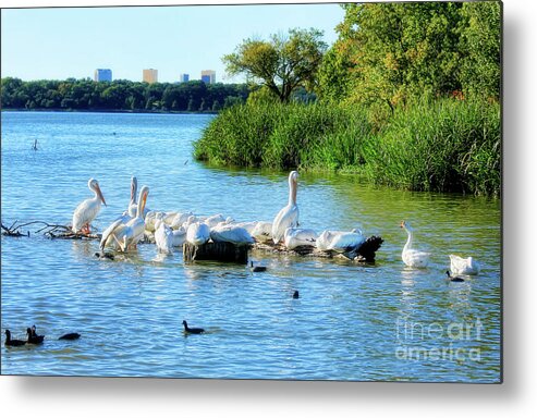 Pelicans Metal Print featuring the photograph A Pelicans Life by Joan Bertucci