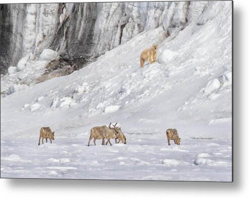 Polar Metal Print featuring the photograph A Polar Bear Looking Down At Four Reindeer by Siyu And Wei Photography