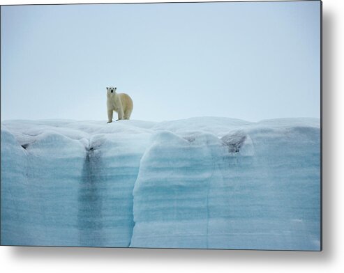 Vertebrate Metal Print featuring the photograph A Polar Bear On The Ice In Svalbard by Mint Images - Art Wolfe