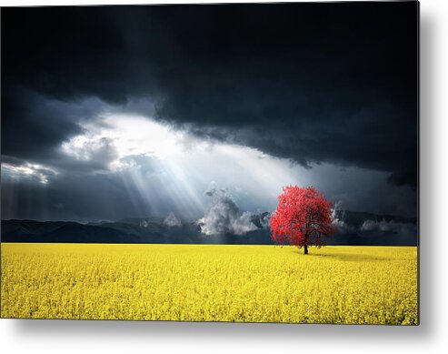 Autumn Metal Print featuring the photograph A Red Tree In The Canola Meadow by Bess Hamiti