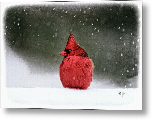 Cardinal Metal Print featuring the photograph A Ruby In The Snow by Lois Bryan