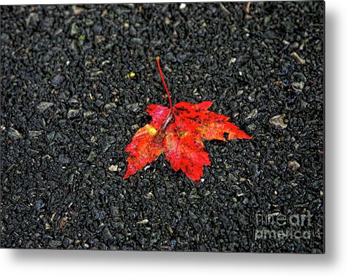 Leaf Metal Print featuring the photograph A Slight Taste of Autumn by Joan Bertucci