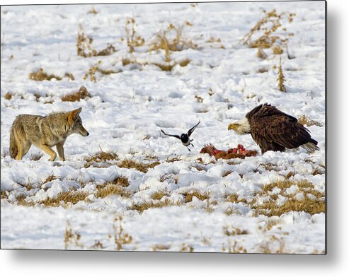 Coyote Vs Bald Eagle Metal Print featuring the photograph Ac3c0002 by John T Humphrey