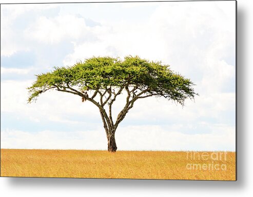Africa Metal Print featuring the photograph 5101 Green Tree Of Life Serengeti Tanzania East Africa - Acacia Vachellia by Neptune - Amyn Nasser Photographer