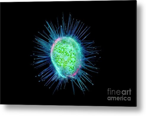 Acanthocystis Metal Print featuring the photograph Acanthocystis Heliozoan by Frank Fox/science Photo Library