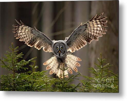 Feather Metal Print featuring the photograph Action Scene From The Forest With Owl by Ondrej Prosicky