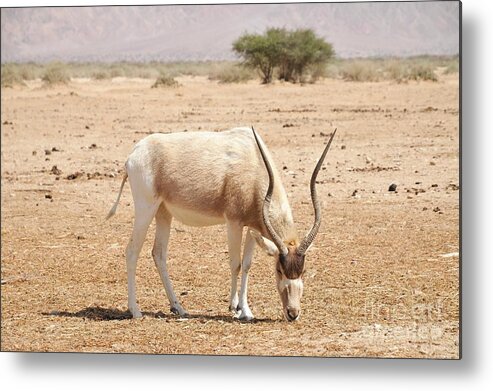 Addax Metal Print featuring the photograph Addax by Photostock-israel/science Photo Library