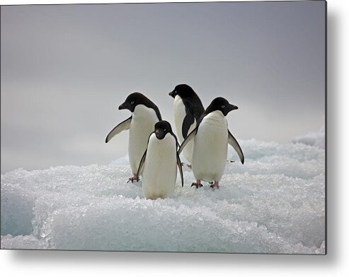 Iceberg Metal Print featuring the photograph Adelie Penguins On Ice Flows Paulette by Darrell Gulin