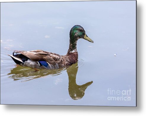 Photography Metal Print featuring the photograph Adolescent Acne by Alma Danison