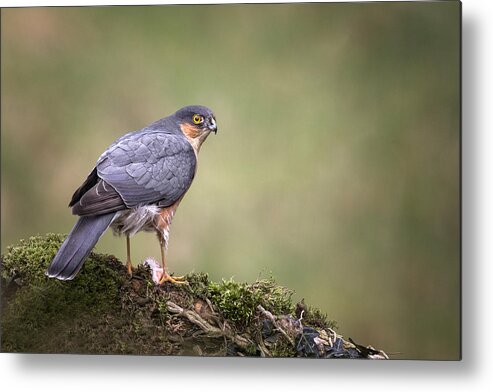 Bokeh Metal Print featuring the photograph Adult Wild Sparrowhawk by Hugh Wilkinson