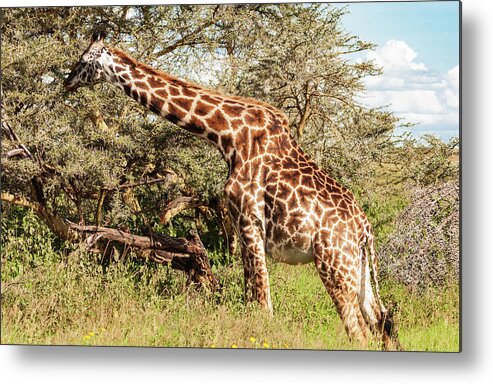 Africa Metal Print featuring the photograph African Giraffe Snacking - Serengeti Tanzania 5068 East Africa Safari Travel by Neptune - Amyn Nasser Photographer