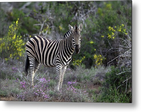Animals Metal Print featuring the photograph African Zebras 008 by Bob Langrish