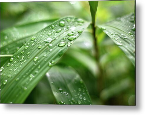 Waterdrops Metal Print featuring the photograph After Rain by Hilda Fiany