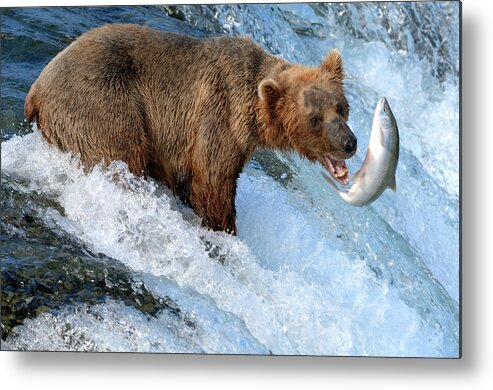 Katmai Peninsula Metal Print featuring the photograph Alaska Brown Bear Catching Salmon by Mit4711