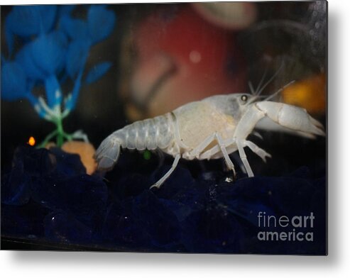 Albino Lobster Metal Print featuring the photograph Albino Lobster by Barbra Telfer