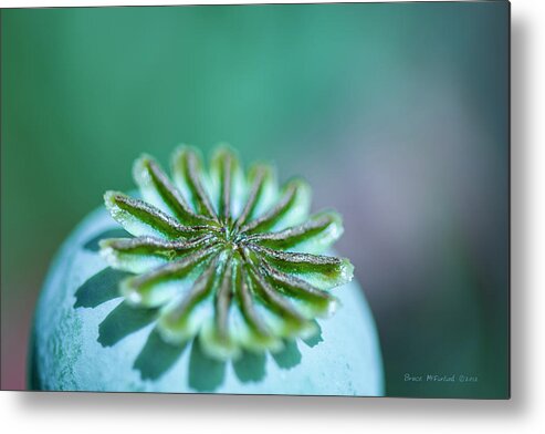  Metal Print featuring the photograph Alien Plant Life by Bruce McFarland