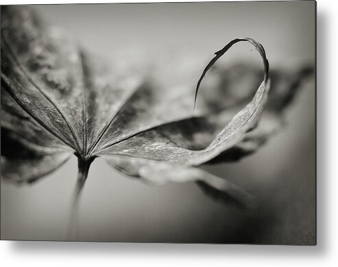 Black And White Metal Print featuring the photograph All In by Michelle Wermuth