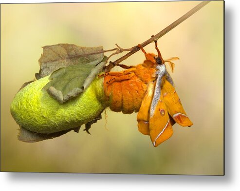 Macro Metal Print featuring the photograph Almost Free by Jimmy Hoffman