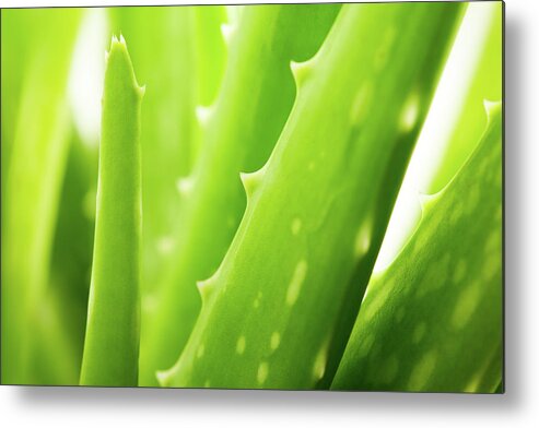 Saturated Color Metal Print featuring the photograph Aloe Vera by Goldmund