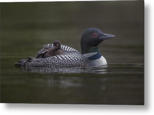 Loon Metal Print featuring the photograph Along For The Ride by Greg Barsh