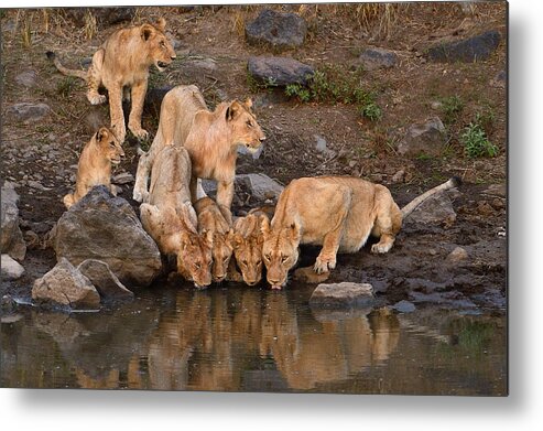 River Metal Print featuring the photograph Along The Mara by Muriel Vekemans