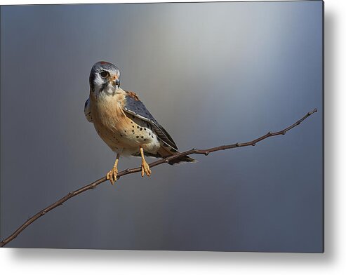 Bird Metal Print featuring the photograph American Kestrel by Johnny Chen