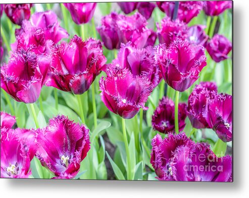Beauty Metal Print featuring the photograph Amsterdam Flowers by Gmlykin